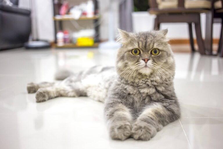 persian cat