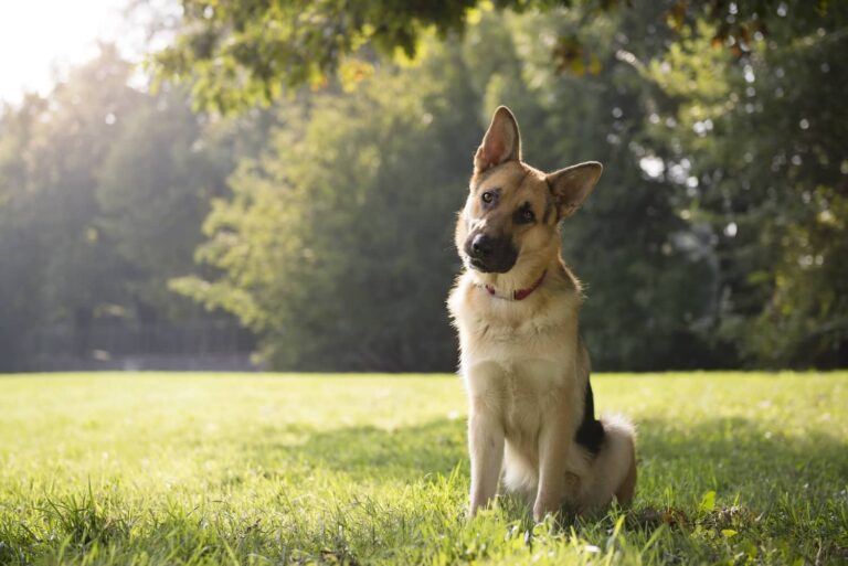 Dog in field