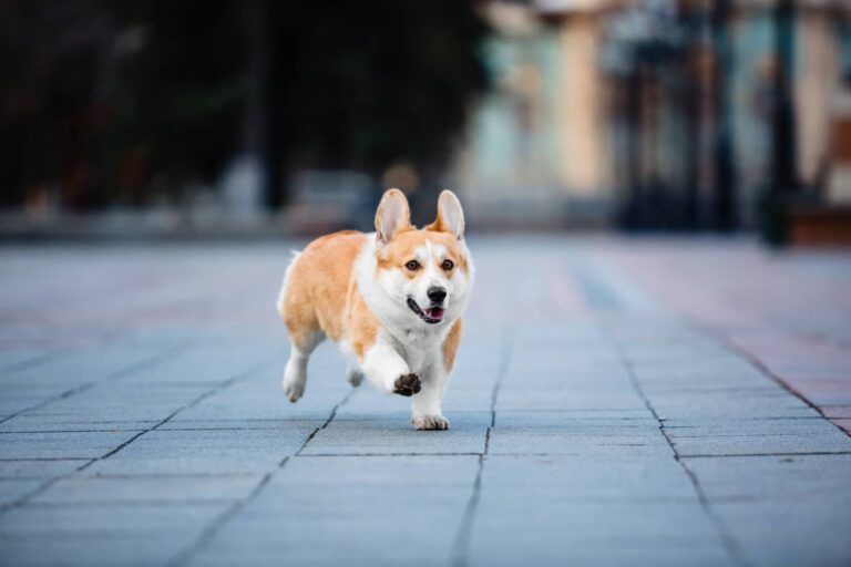 dog running