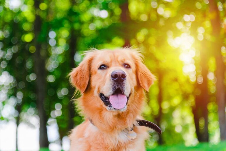 happy dog