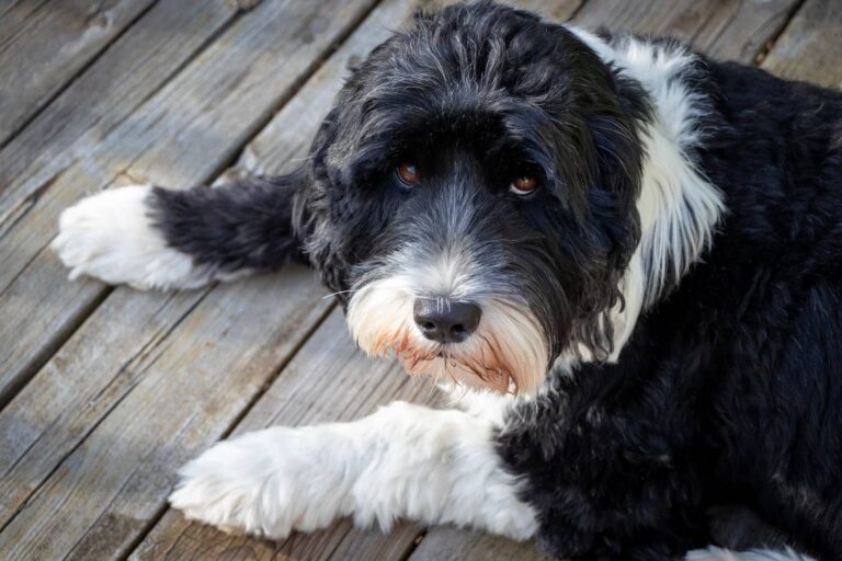 Portuguese water dog