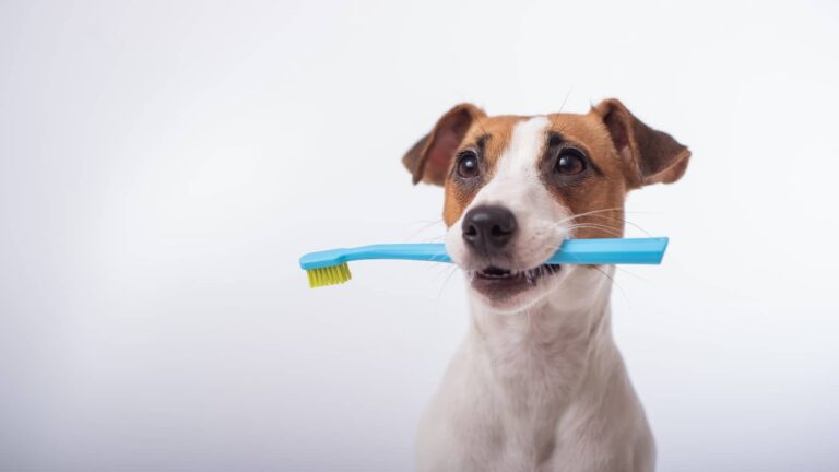 is human toothpaste safe for dogs