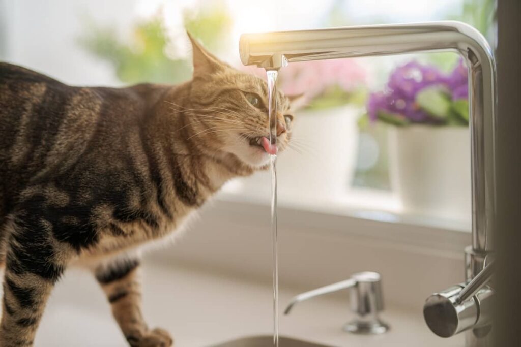 cat drinking more water