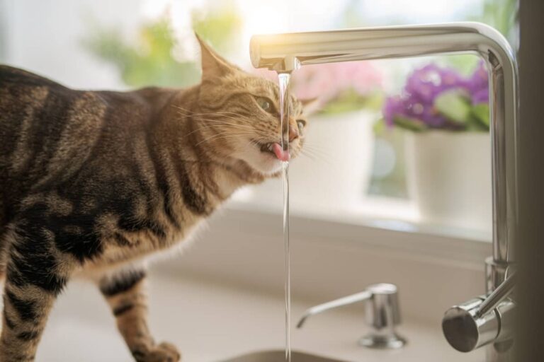 cat drinking more water