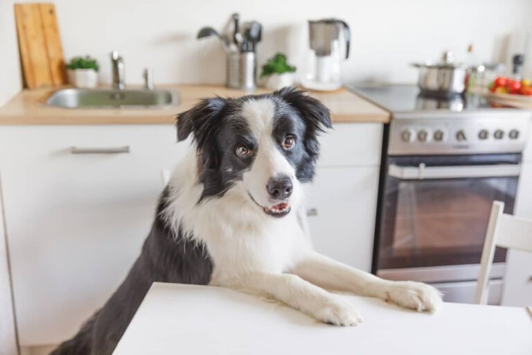 Dog on counter
