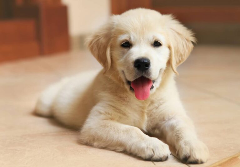 Golden retriever puppy