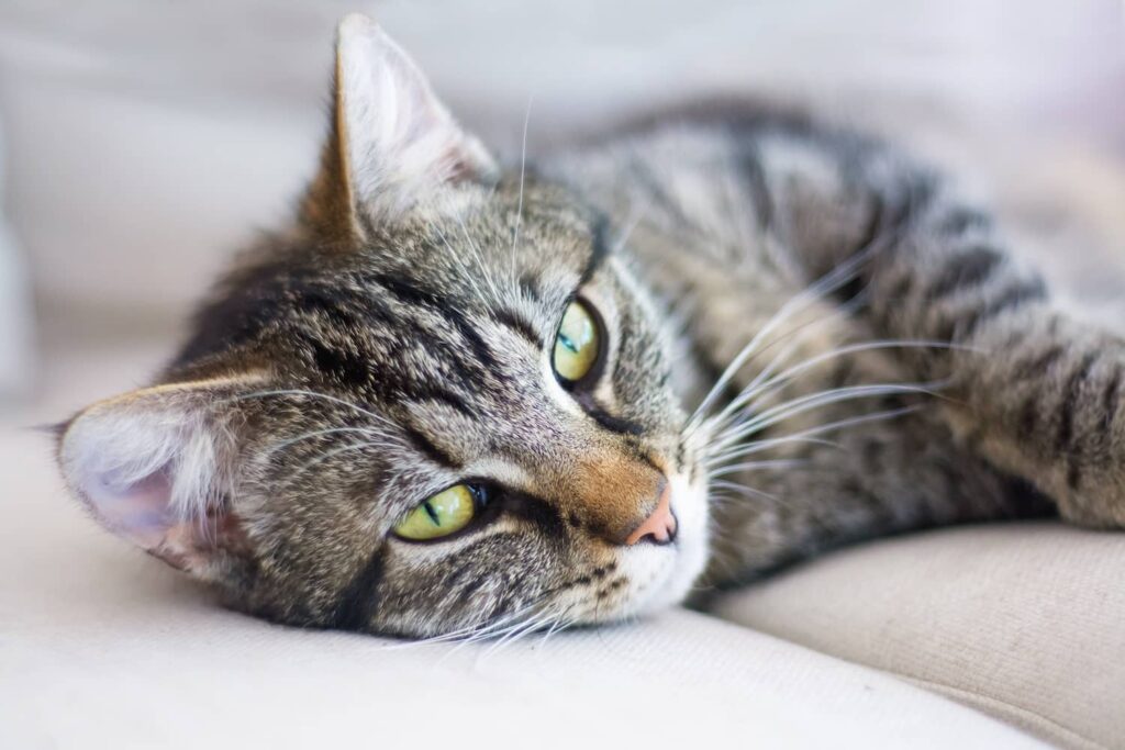 hypercalcemia in cats