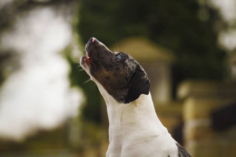 signs of stress in dogs