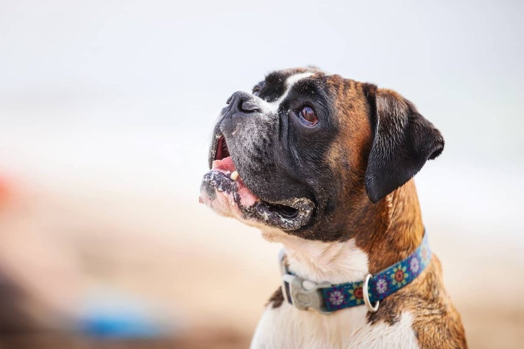 boxer dog