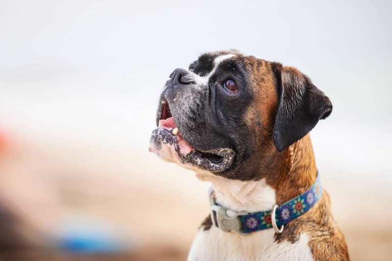 boxer dog