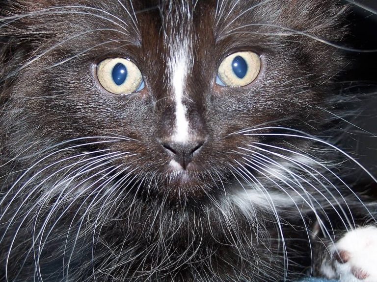 whisker fatigue in cats
