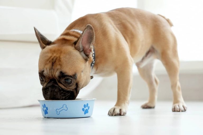 dog eating