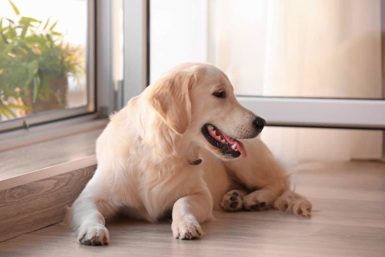 Retriever dog