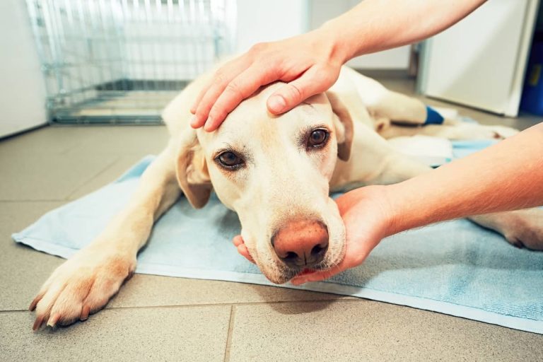 dog at vet