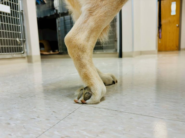 dog knuckling