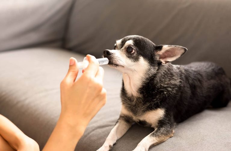 hydrocodone for dogs