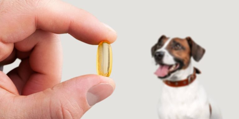 fish oil omegas for dogs