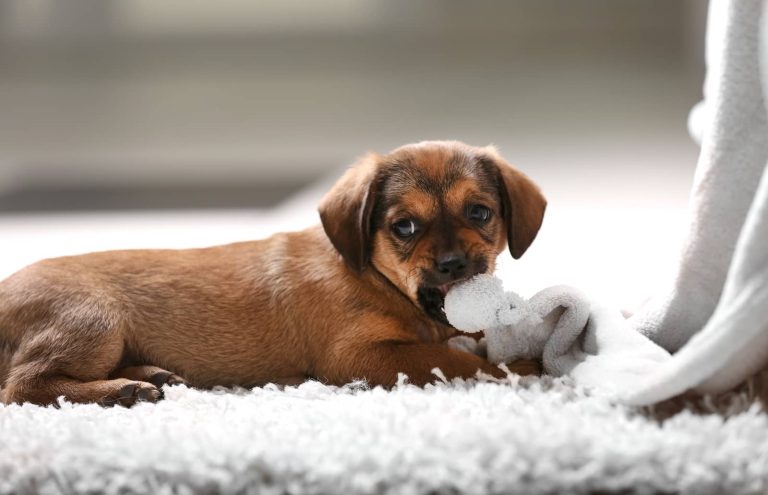 puppy