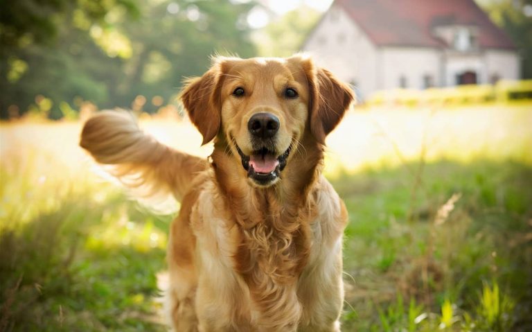charming golden retriever