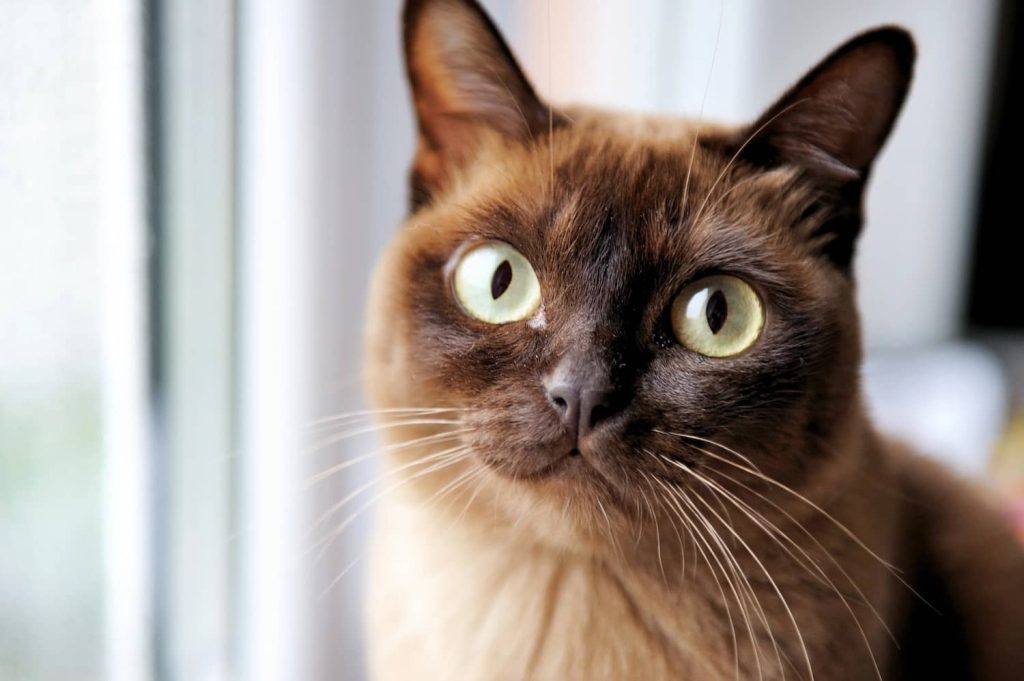 burmese cat