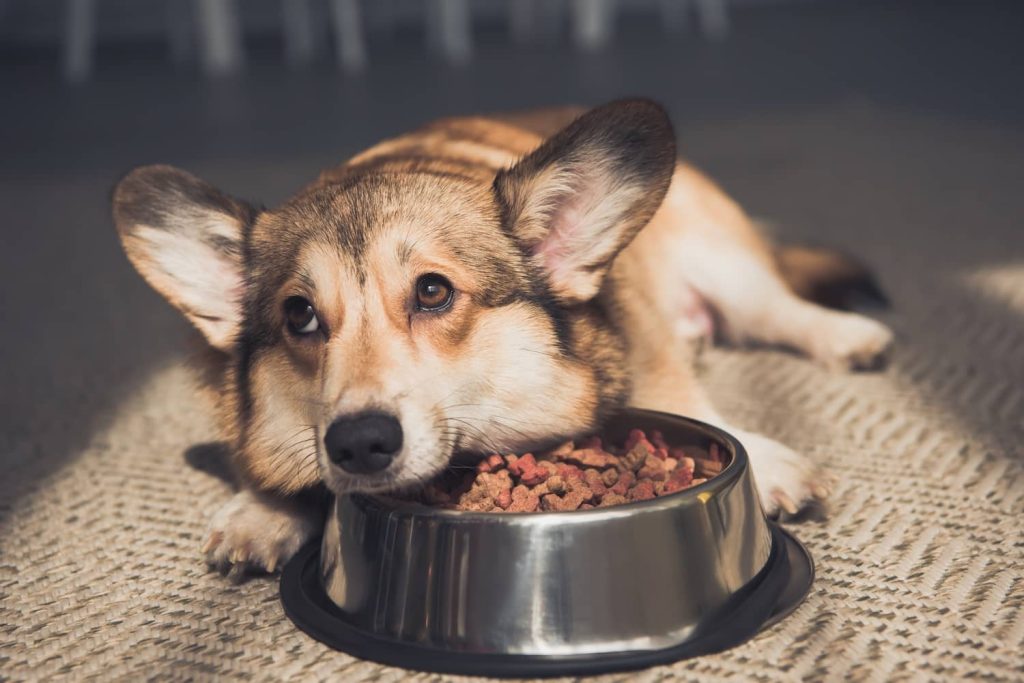 dog not eating