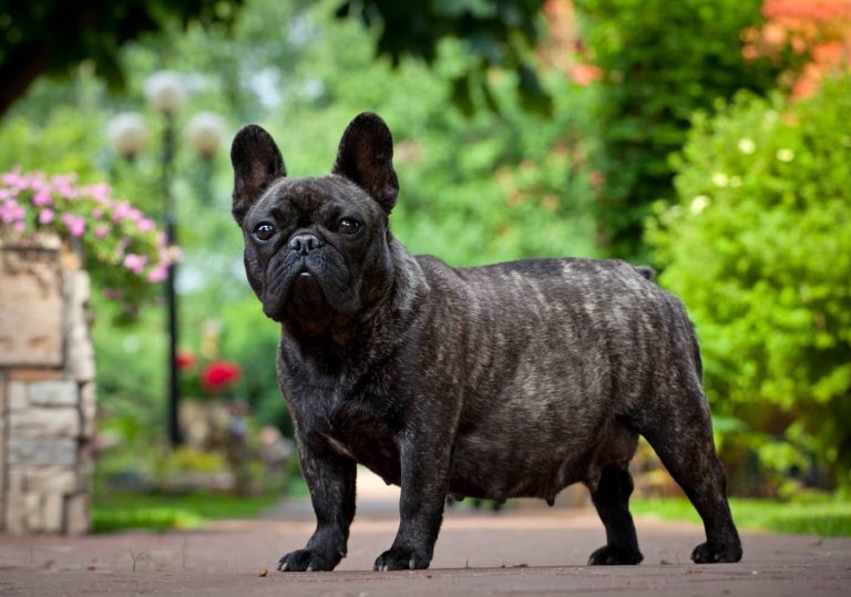 false pregnancy in dogs