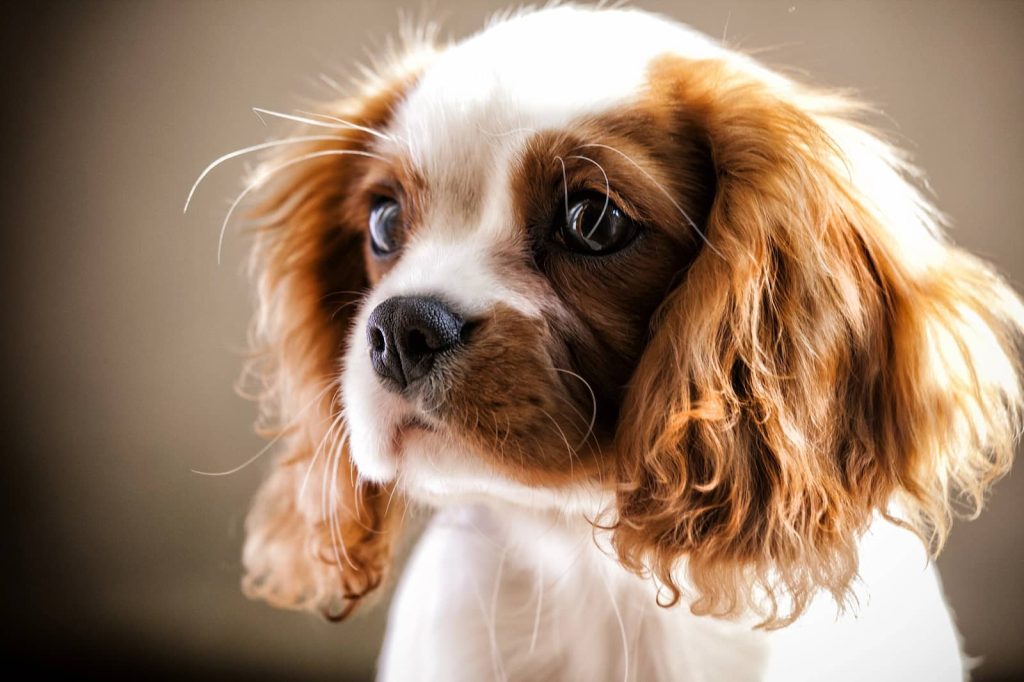 Cavalier Dog