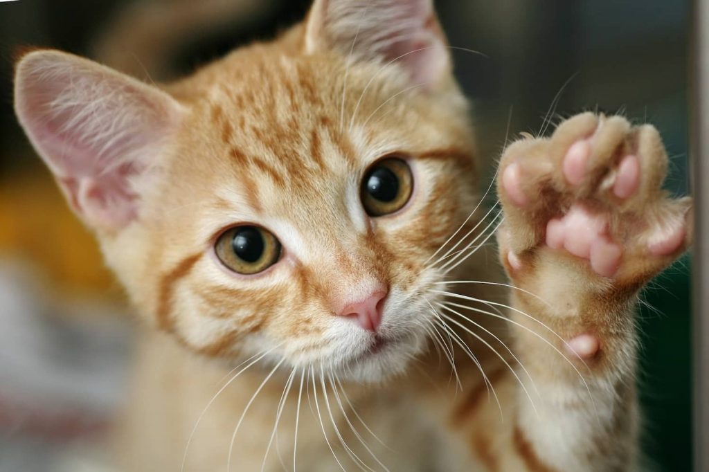 Ginger cat