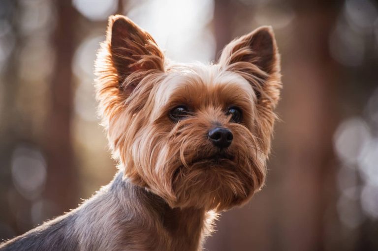 Yorkie dog