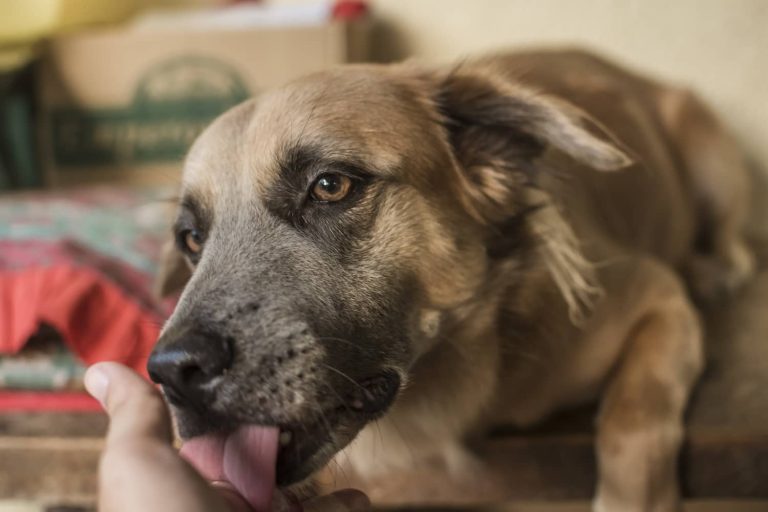 dog licking so much