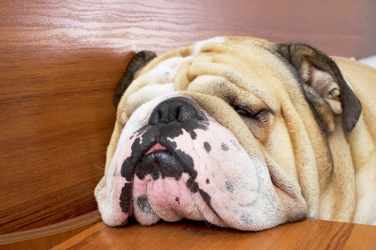 dog snoring