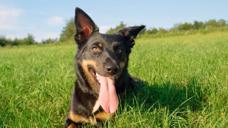 dog panting, rapid breathing