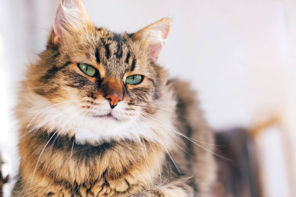 beautiful cat
