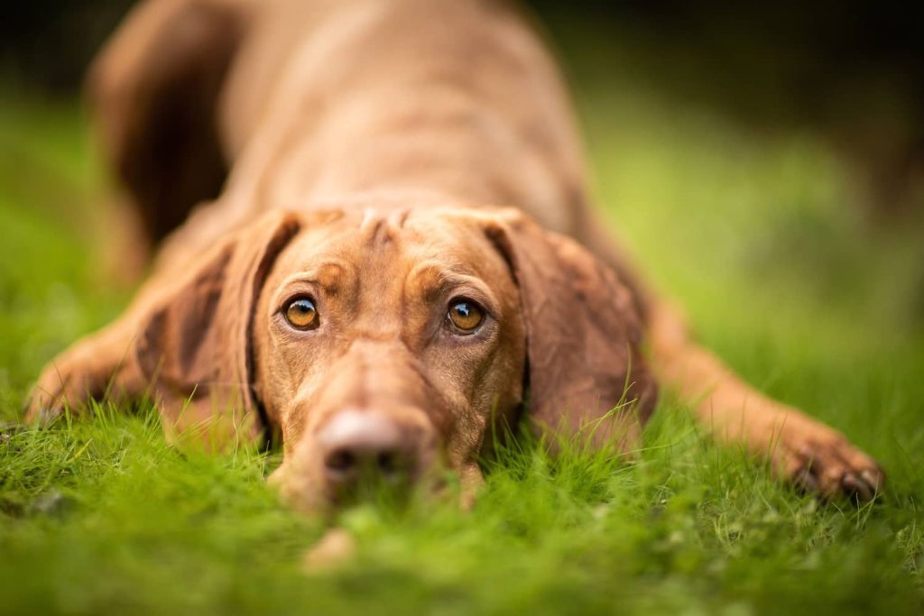 Dog in grass