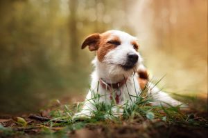 Polycythemia In Dogs: Causes, Symptoms, And Treatments | Kingsdale ...