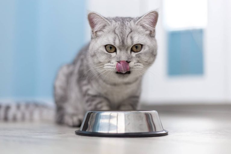 Why Is My Cat Constantly Hungry? A Vet Explains | Kingsdale Animal Hospital - Cats Vocalizing Excessively When Hungry