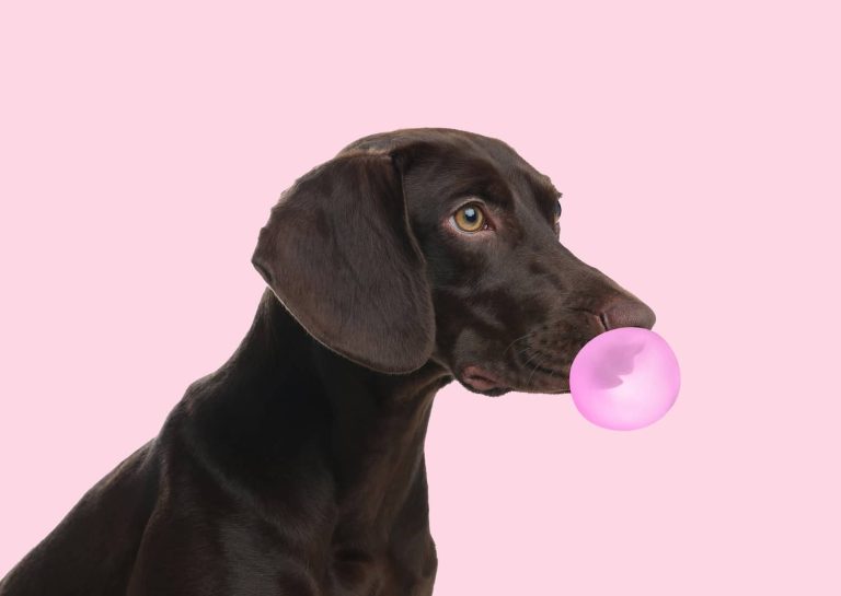 dog chewing gum bubble