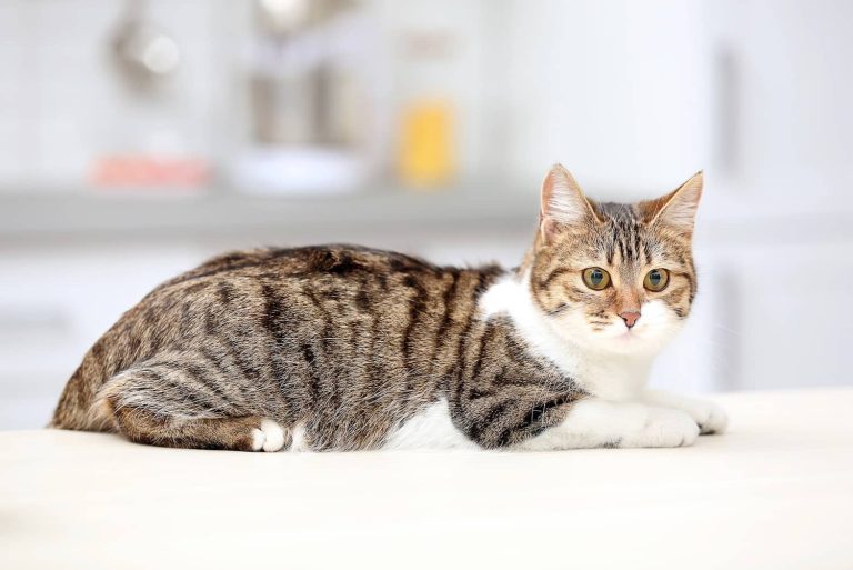 cat blurred background