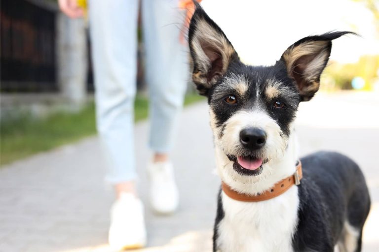 dog with big ears