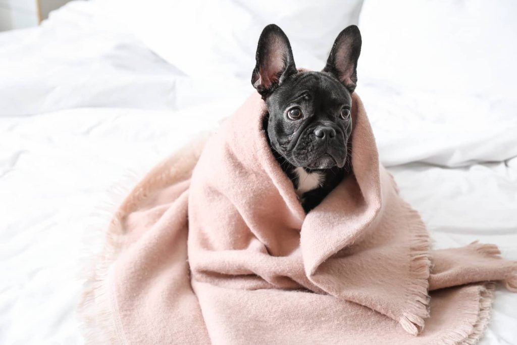 frenchie in bed