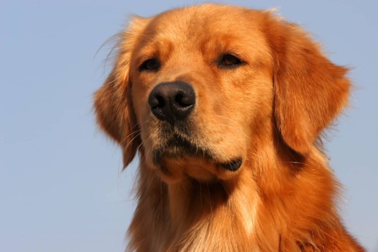 male dog head