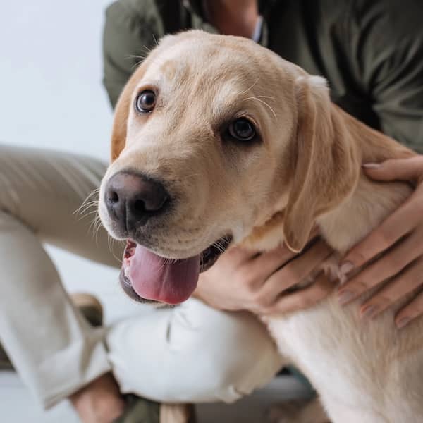 Dog with owner at Kingsdale Animal Hospital