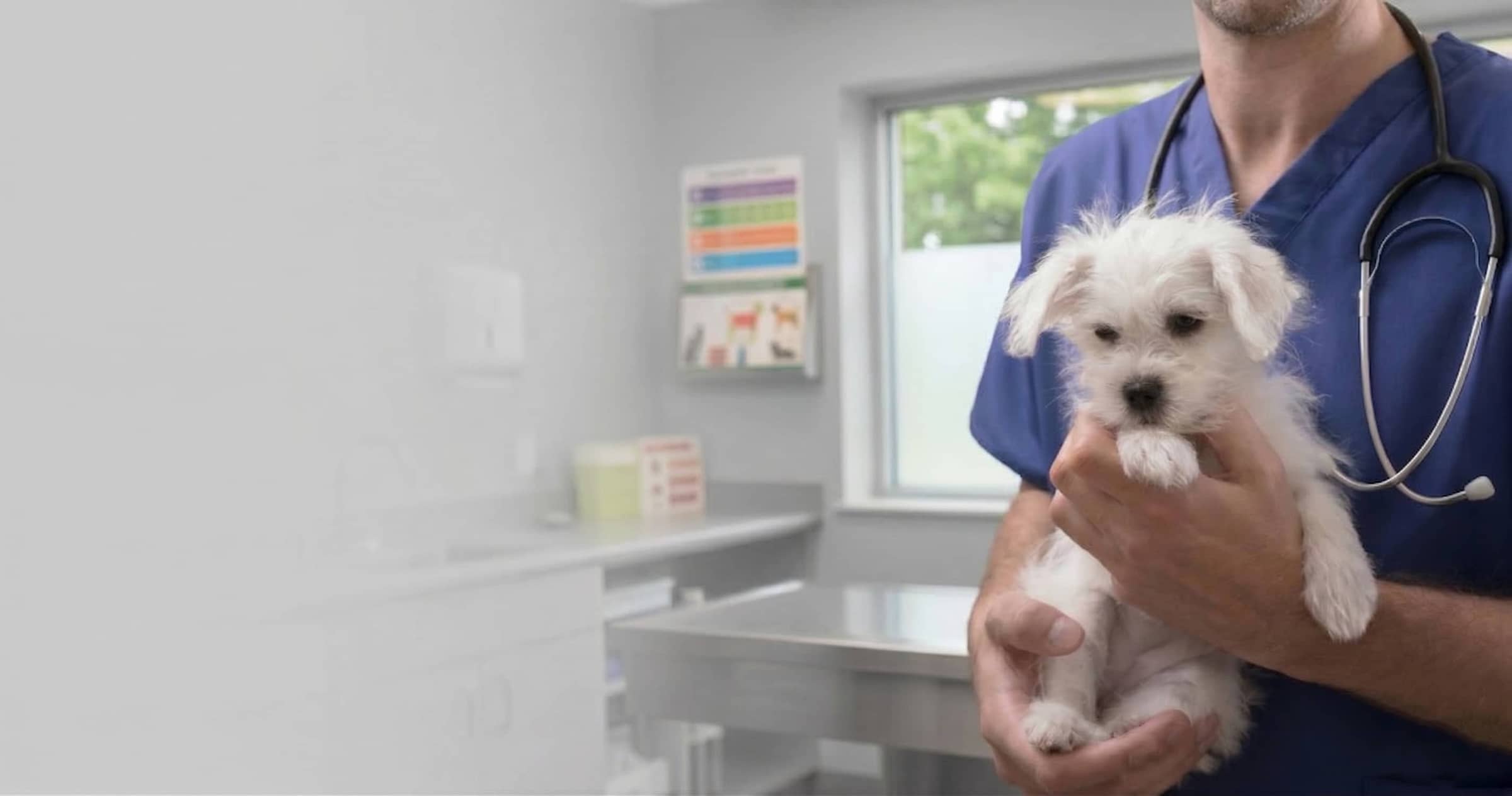 Veterinarian at Kingsdale Animal Hospital in Kitchener holding a small white puppy