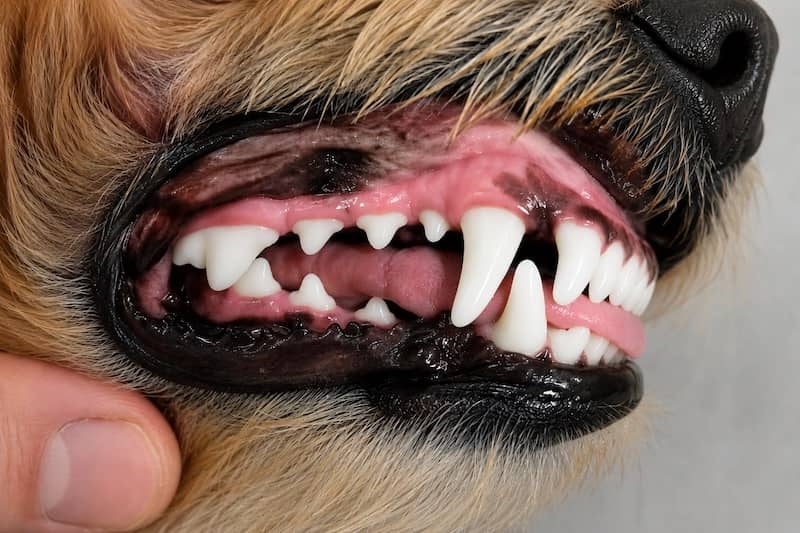 Clean, healthy dog teeth after a professional dental cleaning
