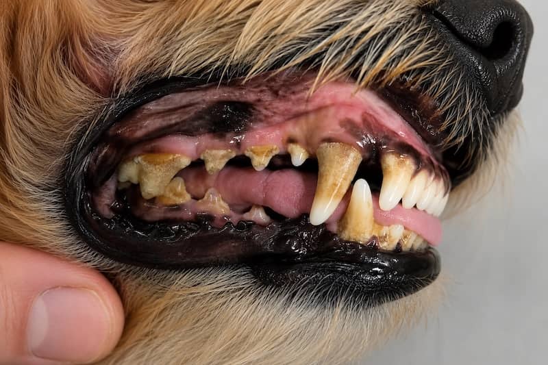 Dog teeth with tartar and plaque buildup before cleaning